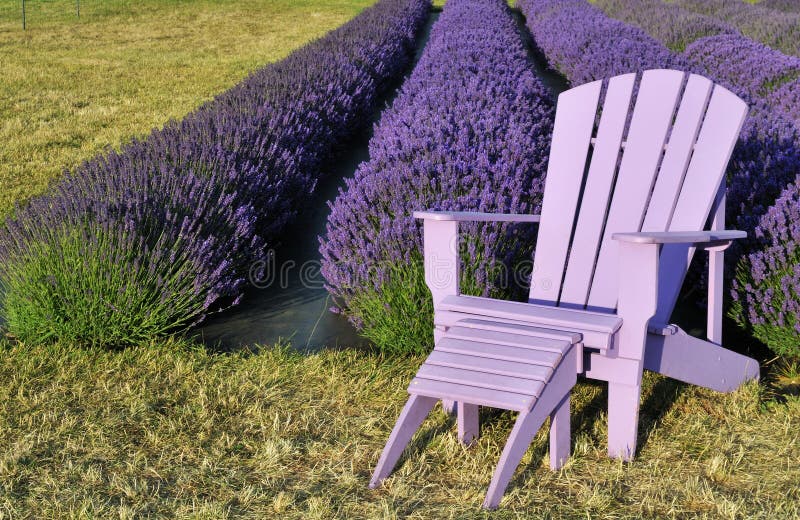 Purple Lawn Chair in Lavender Field Stock Image Image of washington