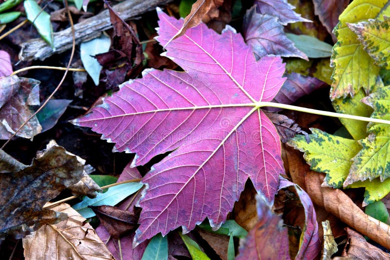 Purple leaf. stock photo. Image of romance, autumn, season 23076038