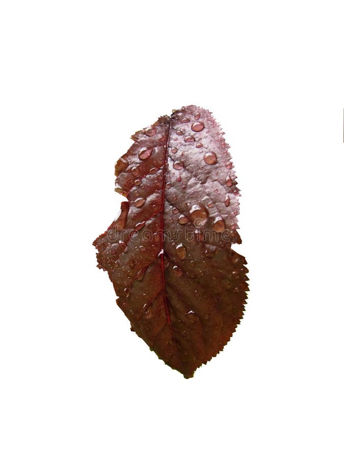 Purple leaf with raindrops stock photos Purple leaf with raindrops stock photos