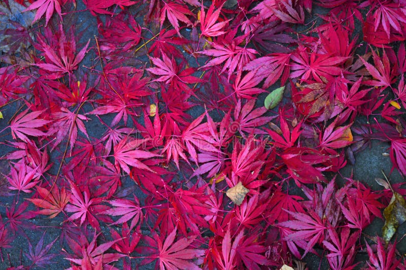 Purple leaves stock photo. Image of botany, closeup 193470752