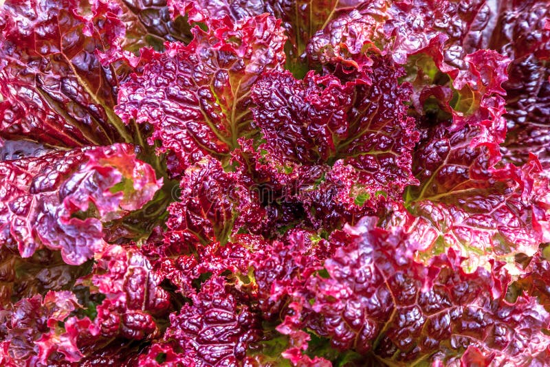 Purple Lettuce Leaf Head Isolated On White Background. Red Oakleaf