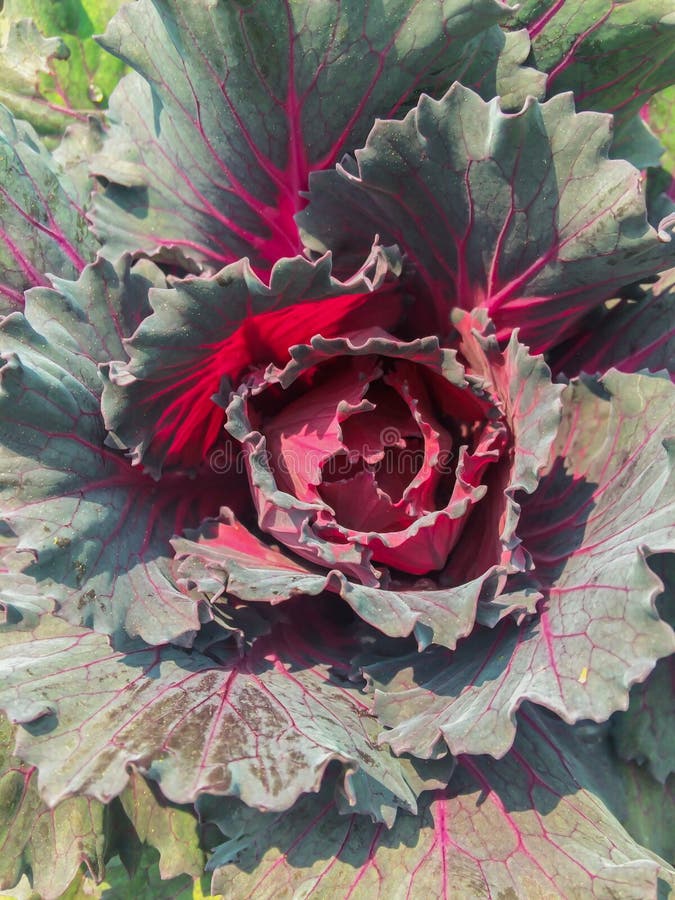 Cabbage in the Garden. Cabbage Head in the Fast Growth Period. C Stock