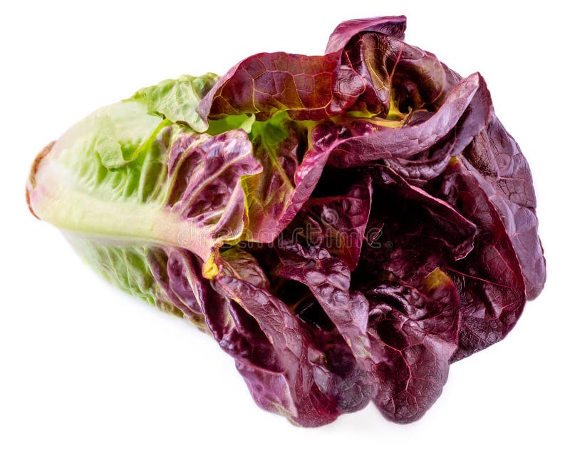 Purple Lettuce. Purple Lettuce Leaves Isolated on White Background in