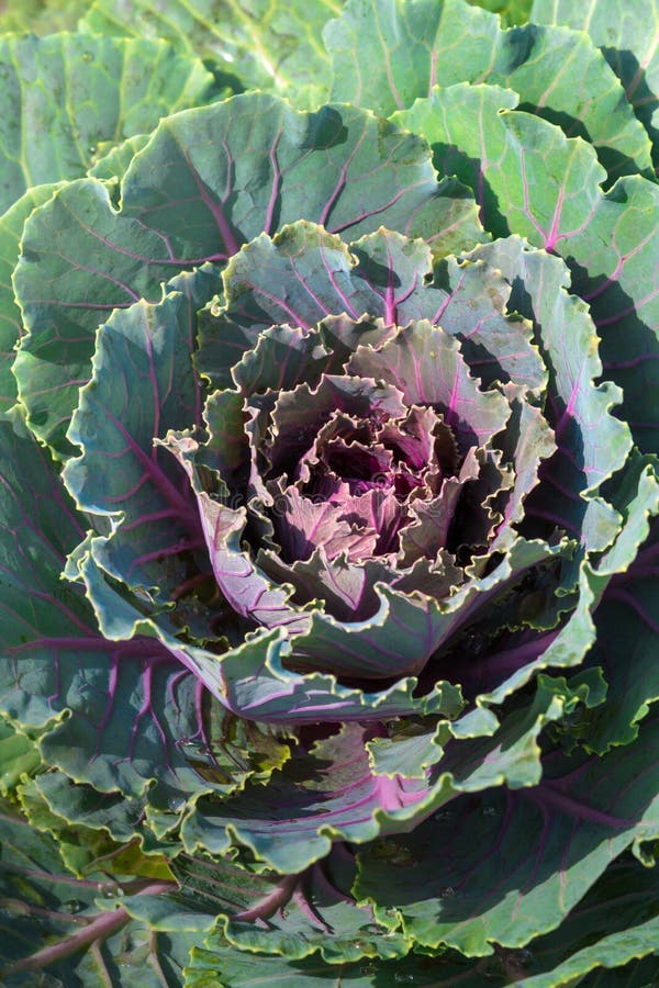Purple lettuce stock image. Image of cabbage, background 48937405