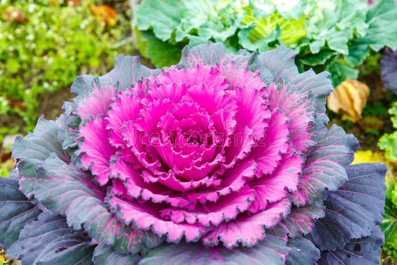 Purple lettuce plant stock image. Image of nutrition 51667555