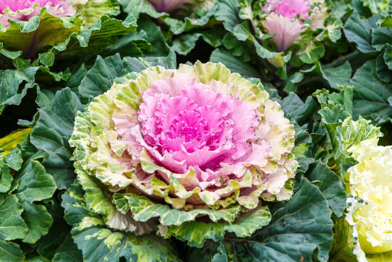 Purple lettuce plant stock photo. Image of plant, healthy 48581642