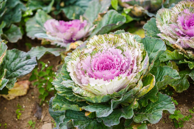 Purple lettuce plant stock image. Image of leaf, purple 48581639
