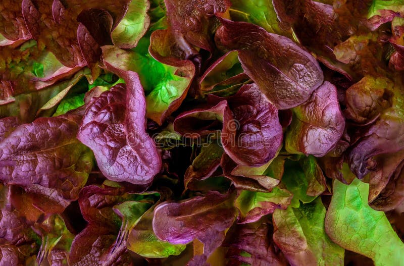 Purple Lettuce Salad Leaf Pattern. Red Oakleaf Lettuce Textured