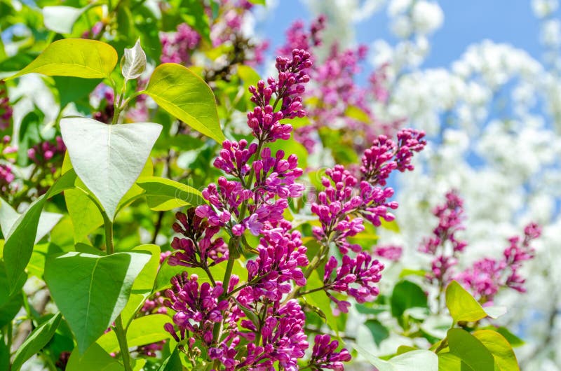 Purple lilac bush blooming stock image. Image of botany 90825751