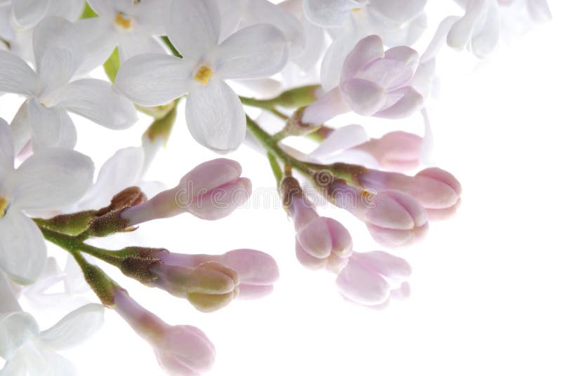 Purple lilac flower stock image