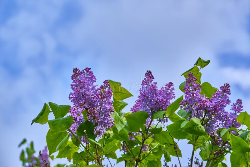 Purple Lilac Flowers on a Branch in Spring. Blurred Background, General ...