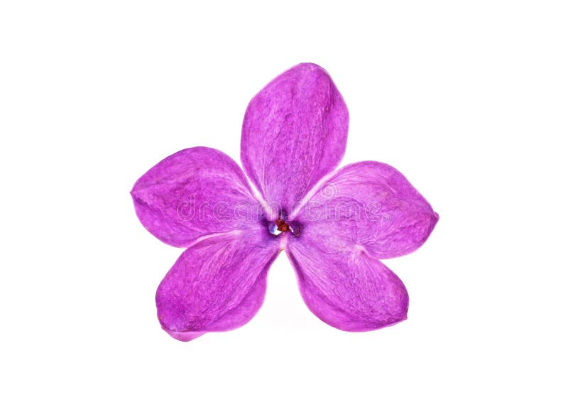 Purple lilac flowers isolated on white background. Lucky five petal flower