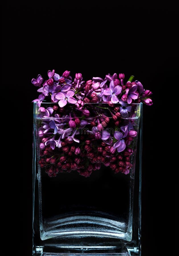 Beautiful violet tulips in a glass rectangular vase on a black background. Beautiful violet tulips in a glass rectangular vase on a black background