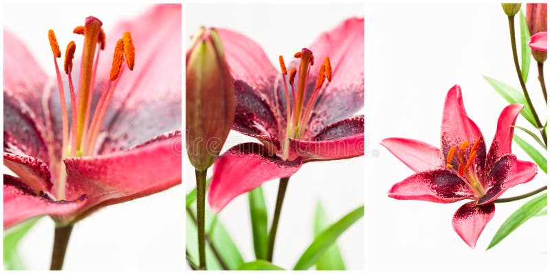 165 Lily Turf Plant Stock Photos Free & RoyaltyFree Stock Photos