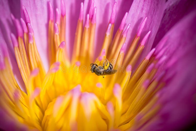 Purple lotus