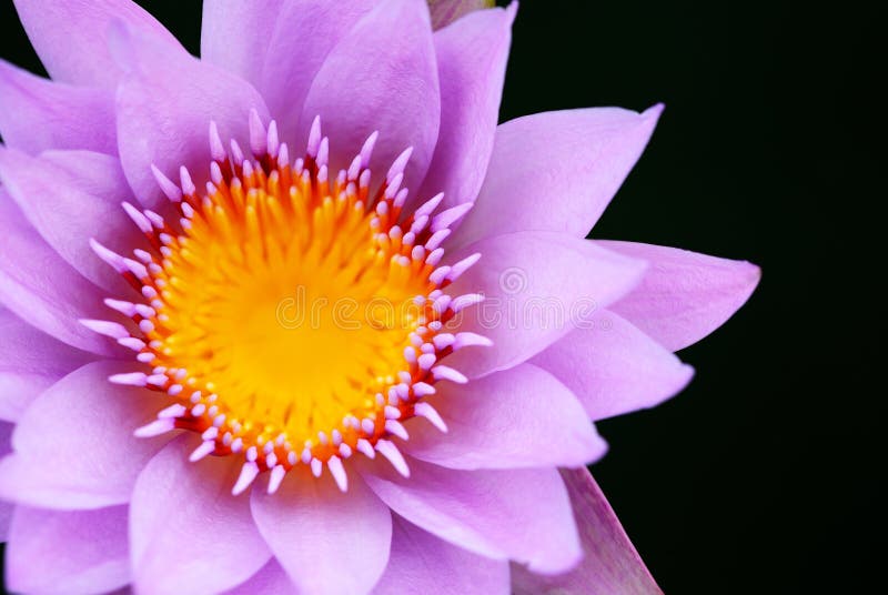 Purple lotus background