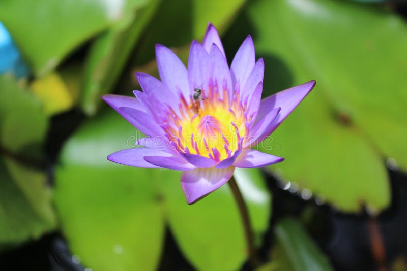 Purple lotus and bees royalty free stock images Purple lotus and bees royalty free stock images