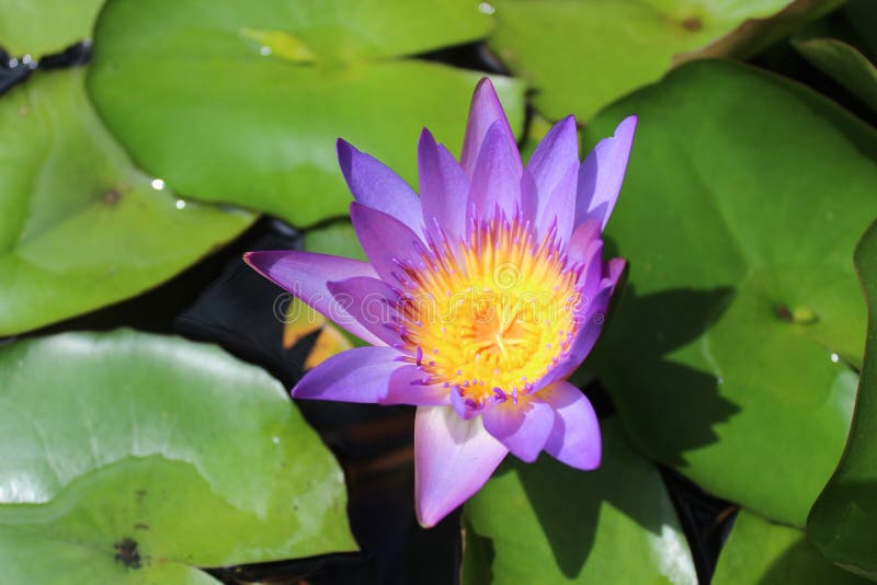 Purple lotus and bees royalty free stock photos Purple lotus and bees royalty free stock photos