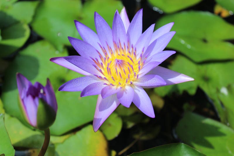 Purple lotus and bees stock photos Purple lotus and bees stock photos