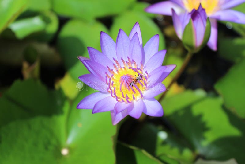 Purple lotus and bees stock photography Purple lotus and bees stock photography