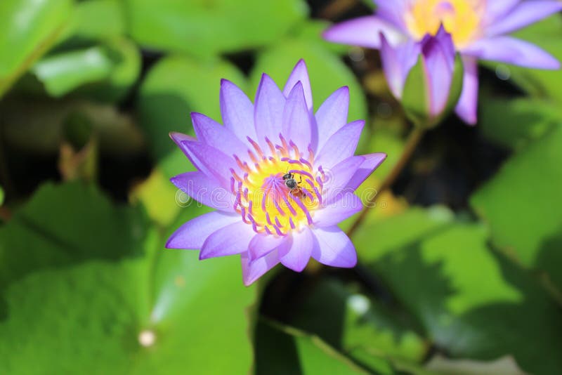 Purple lotus and bees stock images Purple lotus and bees stock images
