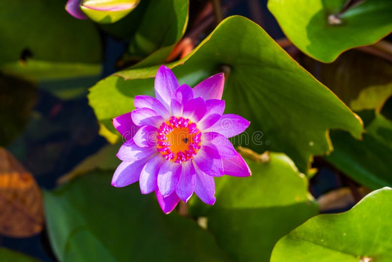 Purple lotus stock image. Image of park, leaves, blooming 36600639