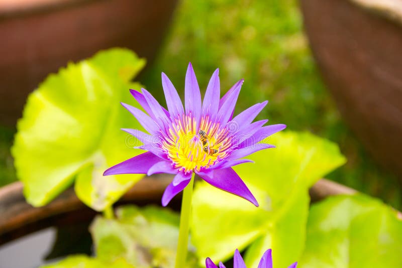 Purple Lotus Flower Blooming Stock Photo Image of fresh, botanical