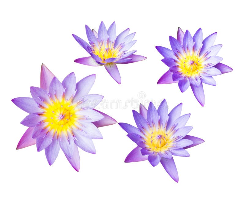 Purple lotus flower or water lily isolated on white background. Have clipping path easy for cut out. Flowers for Buddhism stock images Purple lotus flower or water lily isolated on white background. Have clipping path easy for cut out. Flowers for Buddhism stock images