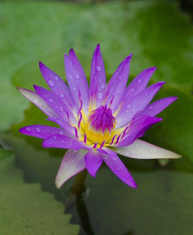 A purple lotus in a lake with raindrops on its petals stock photo A purple lotus in a lake with raindrops on its petals stock photo