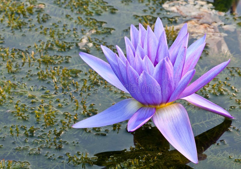 Purple lotus