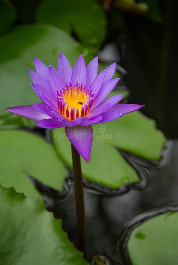Purple lotus in the pond with the bees. royalty free stock photography Purple lotus in the pond with the bees. royalty free stock photography
