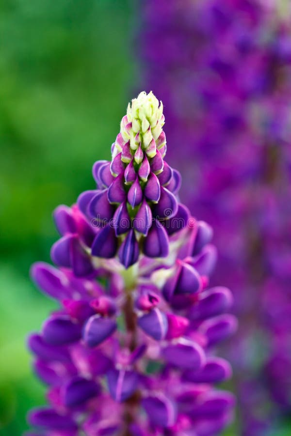 Purple Lupin close up stock photo. Image of macro, 25241208