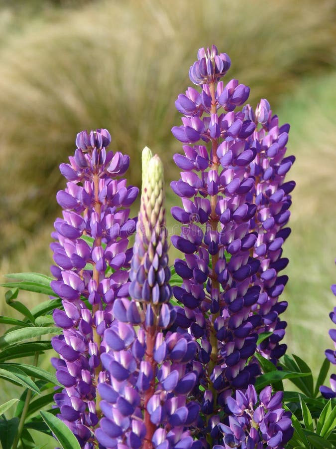 Purple lupin flowers