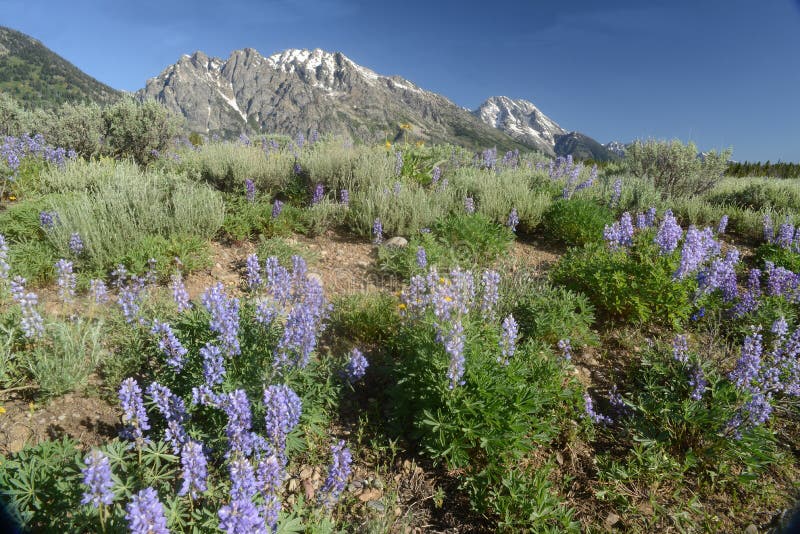 Purple Lupine bloom in the foreground of snow capped mountains.