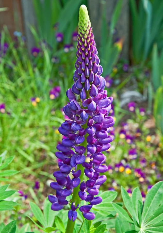 Purple Lupine Flower Stalk stock photo. Image of natural ...