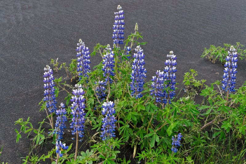 Alaska Lupine (Lupinus nootkatensis) with beautiful lila and white flowers grow on volcanic ash in Iceland. Alaska Lupine (Lupinus nootkatensis) with beautiful lila and white flowers grow on volcanic ash in Iceland