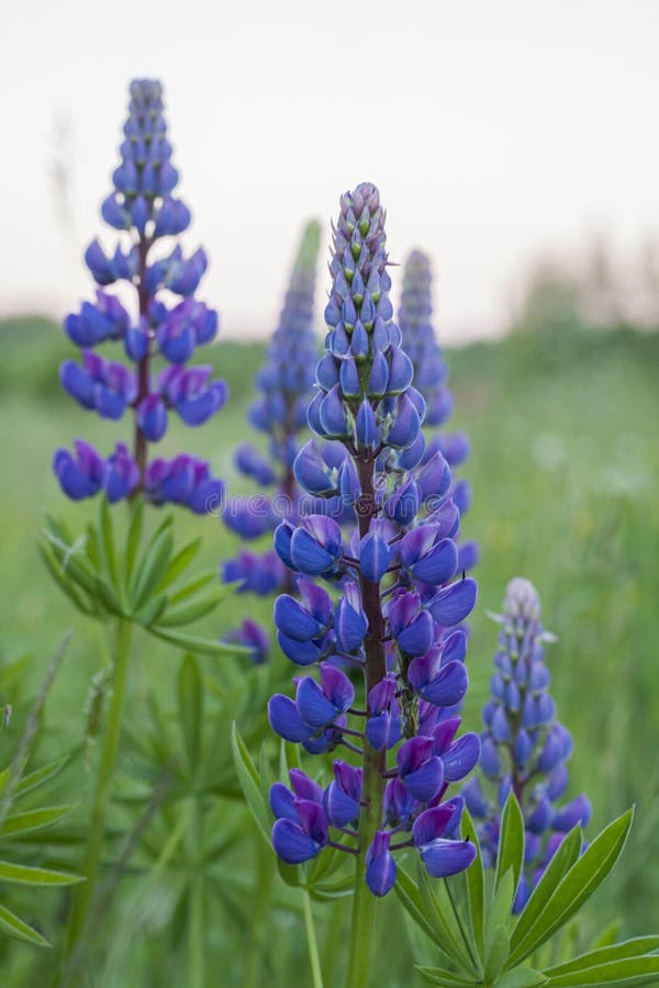 Purple Lupinus Field Close Up Stock Image - Image of color, outside