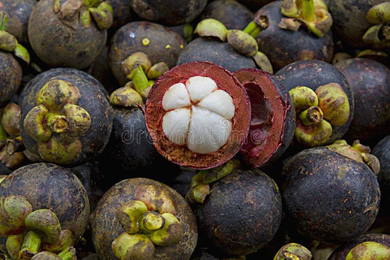 Purple Mangosteen Fruit stock photo. Image of malaysia 16141422
