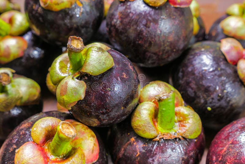 Purple Mangosteen a Queen of Tropical Fruit Stock Image Image of
