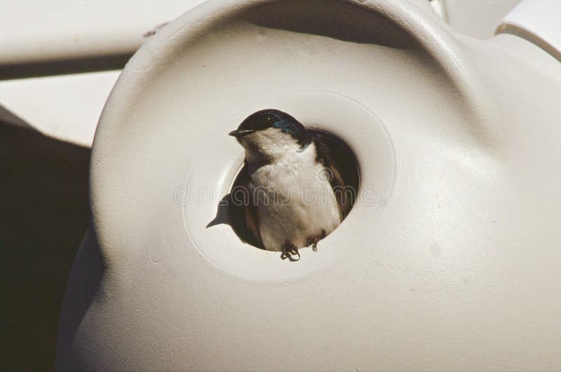 Purple Martin Emerging from a Nest Box Stock Image - Image of seasonal