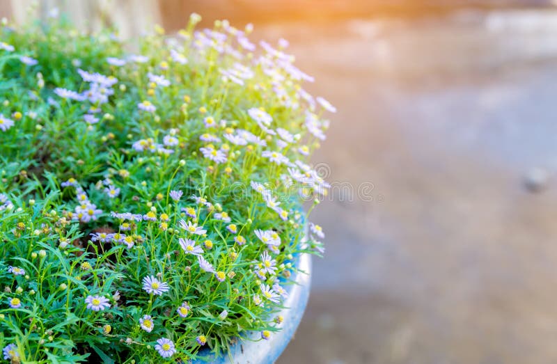 Purple Meadow Flower in Morning Stock Photo Image of light, outdoor