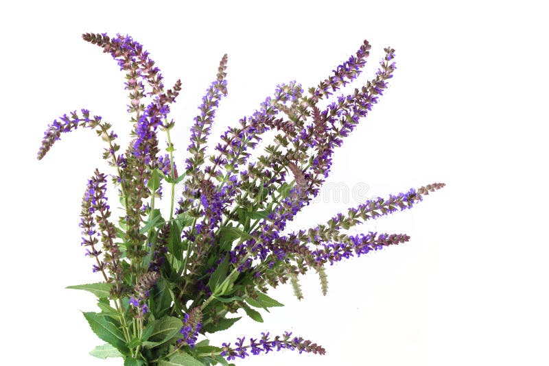 Purple Meadow Sage Flower royalty free stock photo