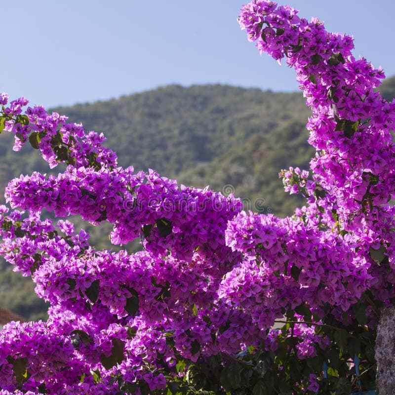 Purple Mediterranean Flower Stock Photo Image of purple, color 39530936