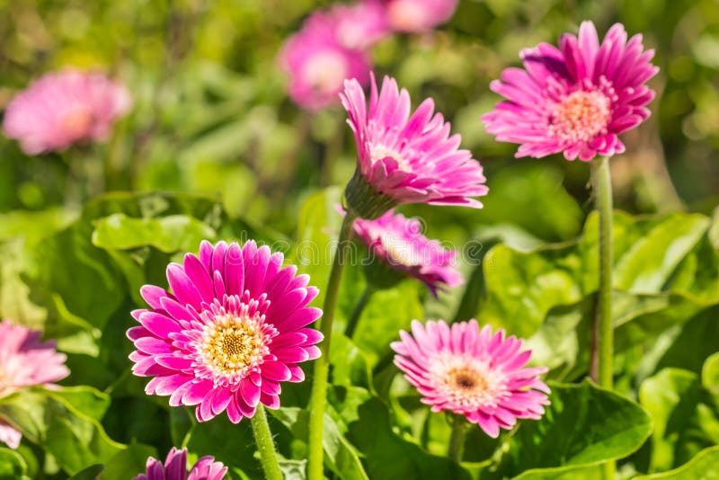 Purple Mini Gerbera Daisies Growing in Garden Stock Photo Image of