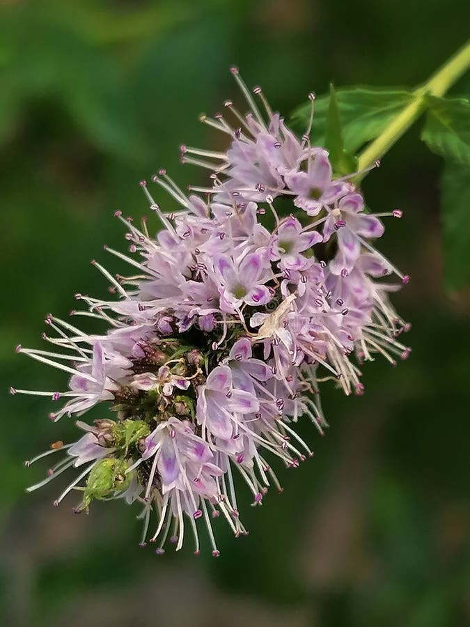 Purple Mint Flower in Detail Stock Photo Image of purple, details