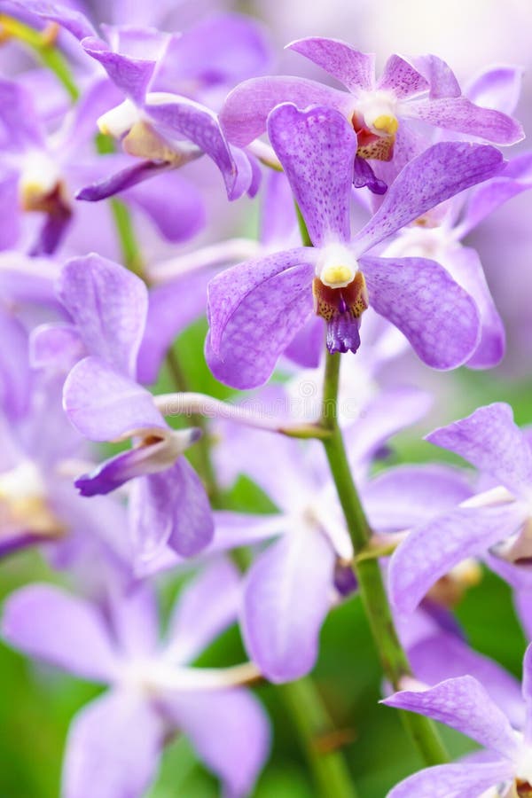 Purple Mokara orchid. stock photo. Image of bright, colorful 75906816