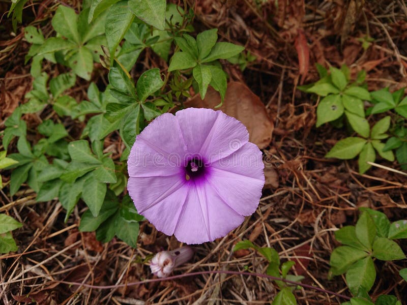 Purple Morning Glory stock photography Purple Morning Glory stock photography
