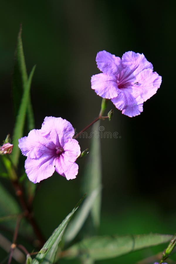 A purple morning glory in a tropical garden in the afternoon sun stock photo A purple morning glory in a tropical garden in the afternoon sun stock photo