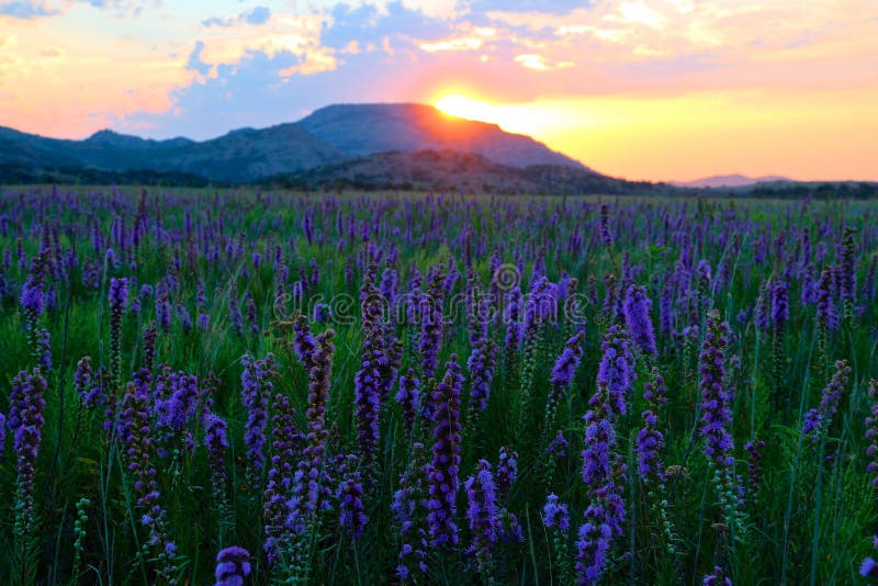 Purple Morning Treat