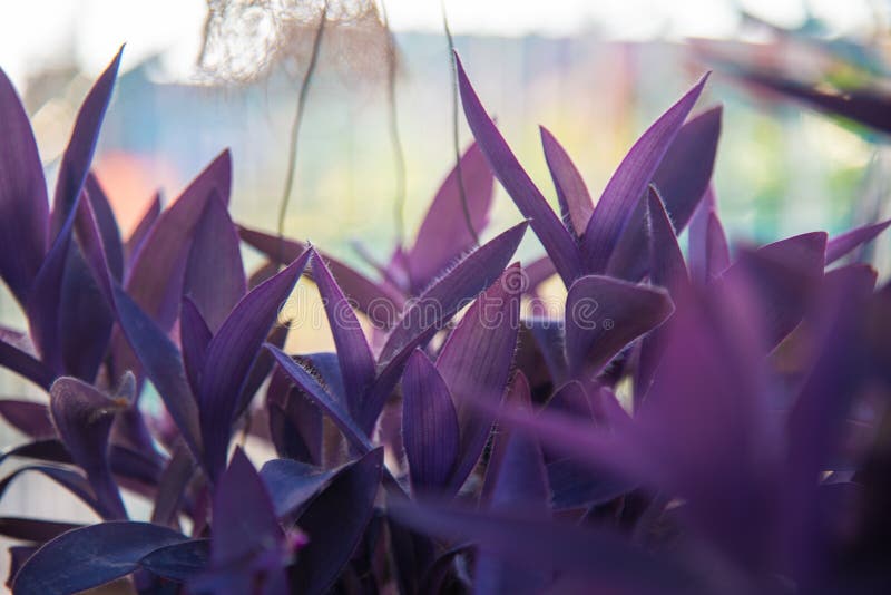 Purple Mosesinthecradle Plants Stock Photo Image of botanical